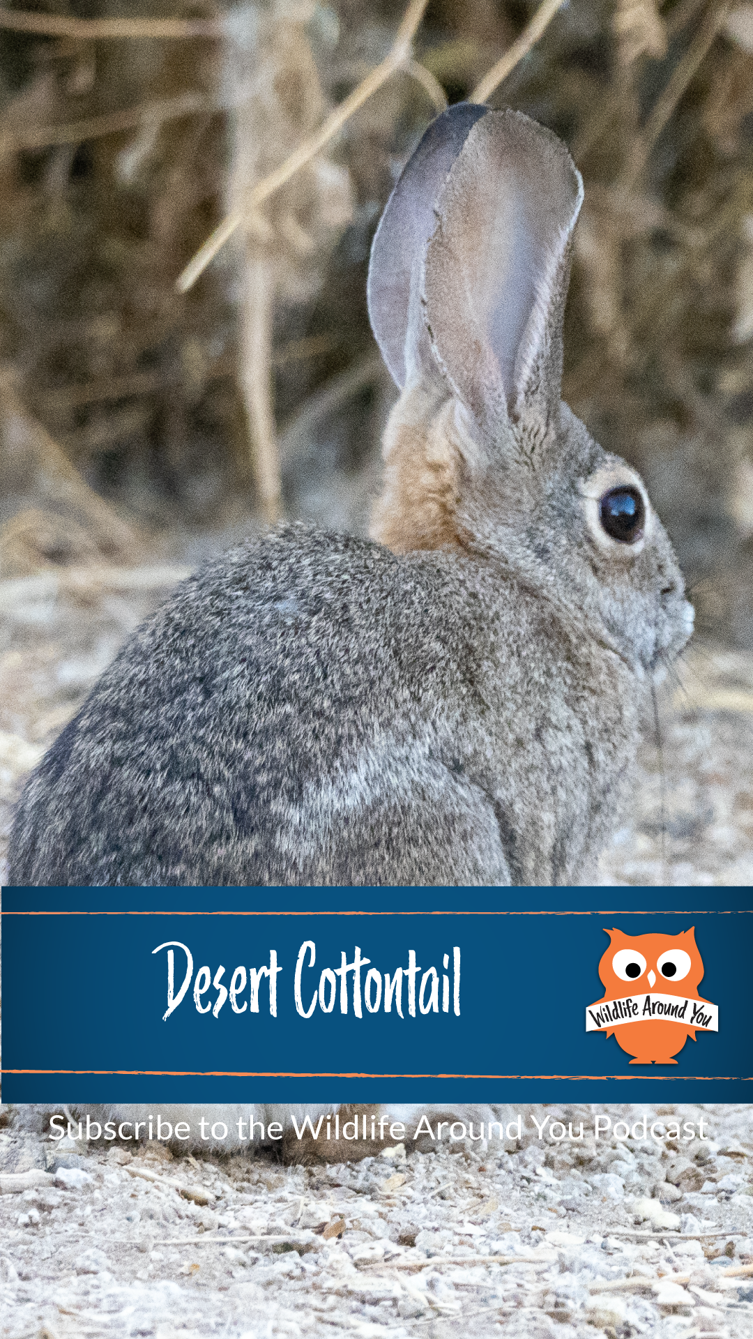 032- Desert Cottontail