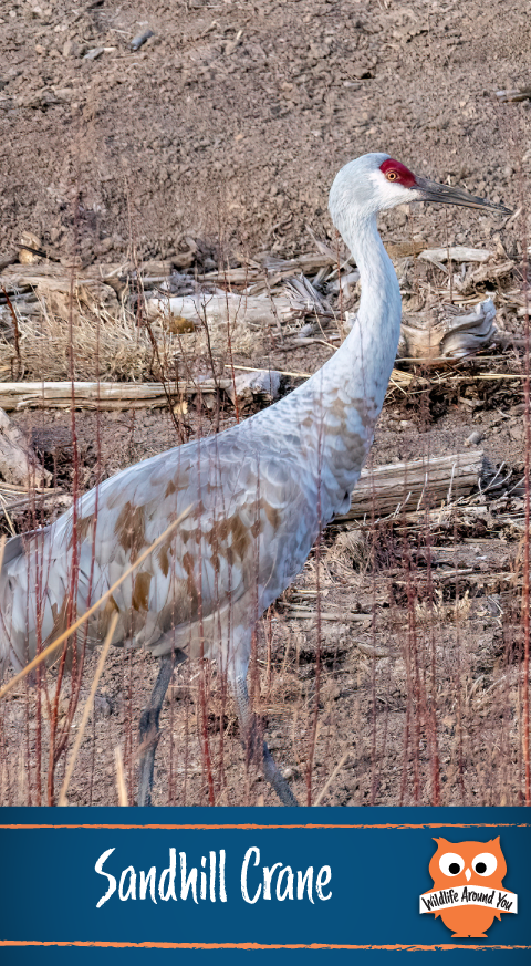 029- Sandhill Crane