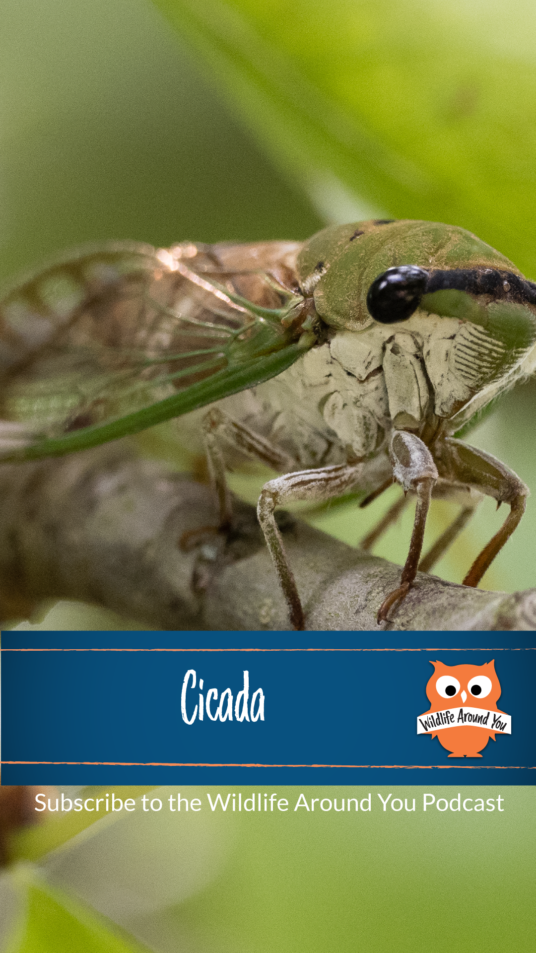 034- Cicada