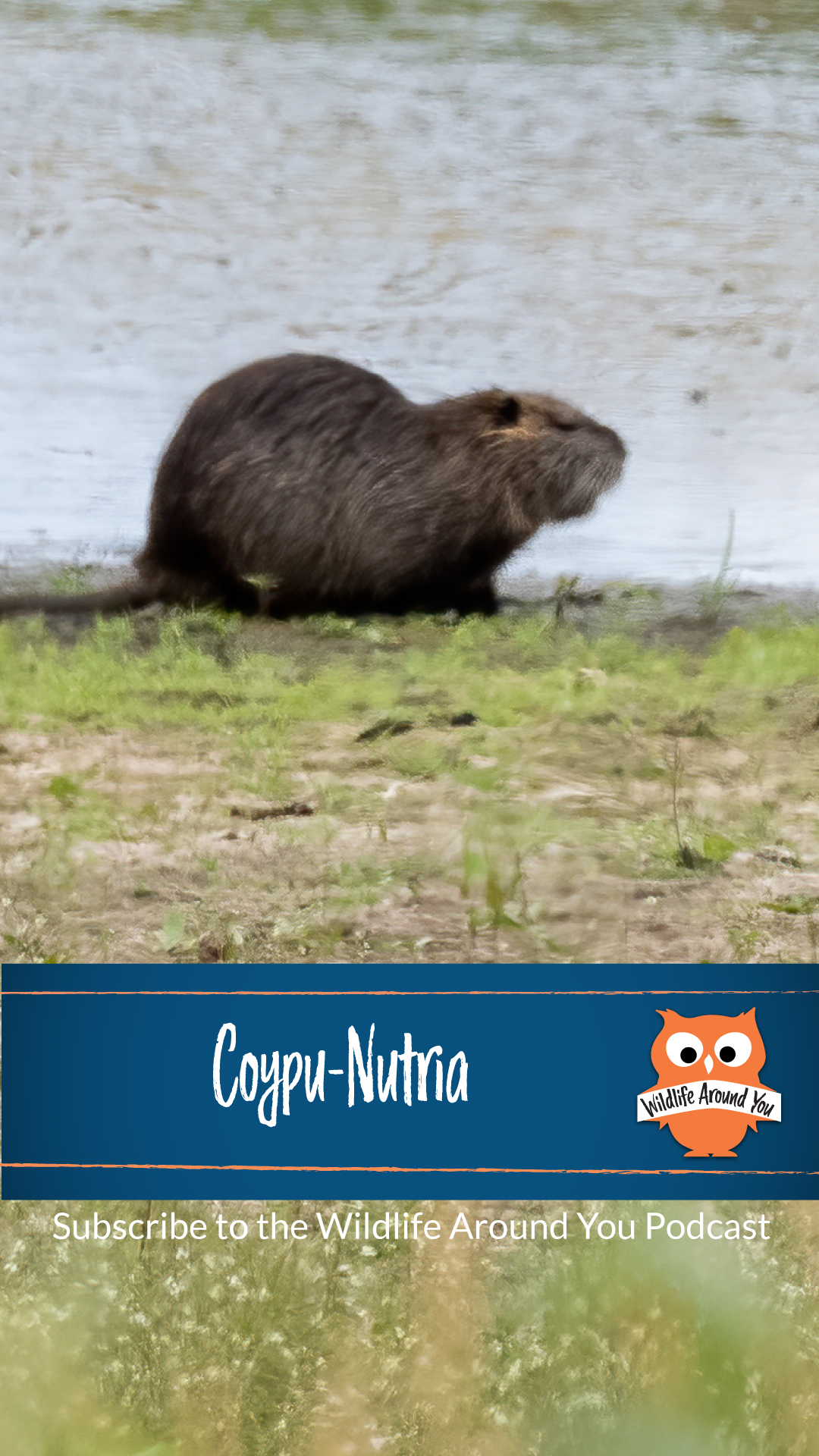 035- Nutria