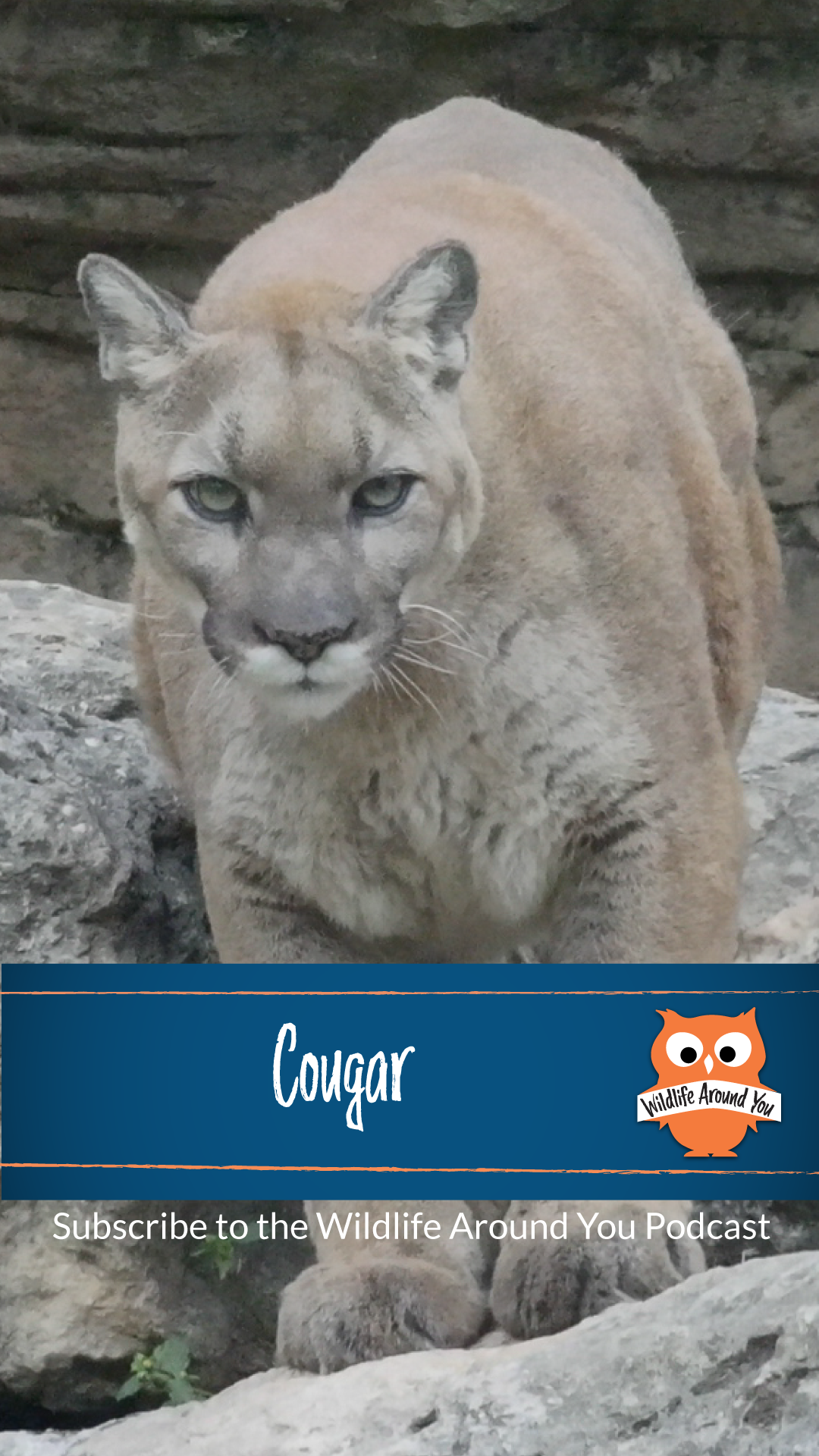 036- Cougar