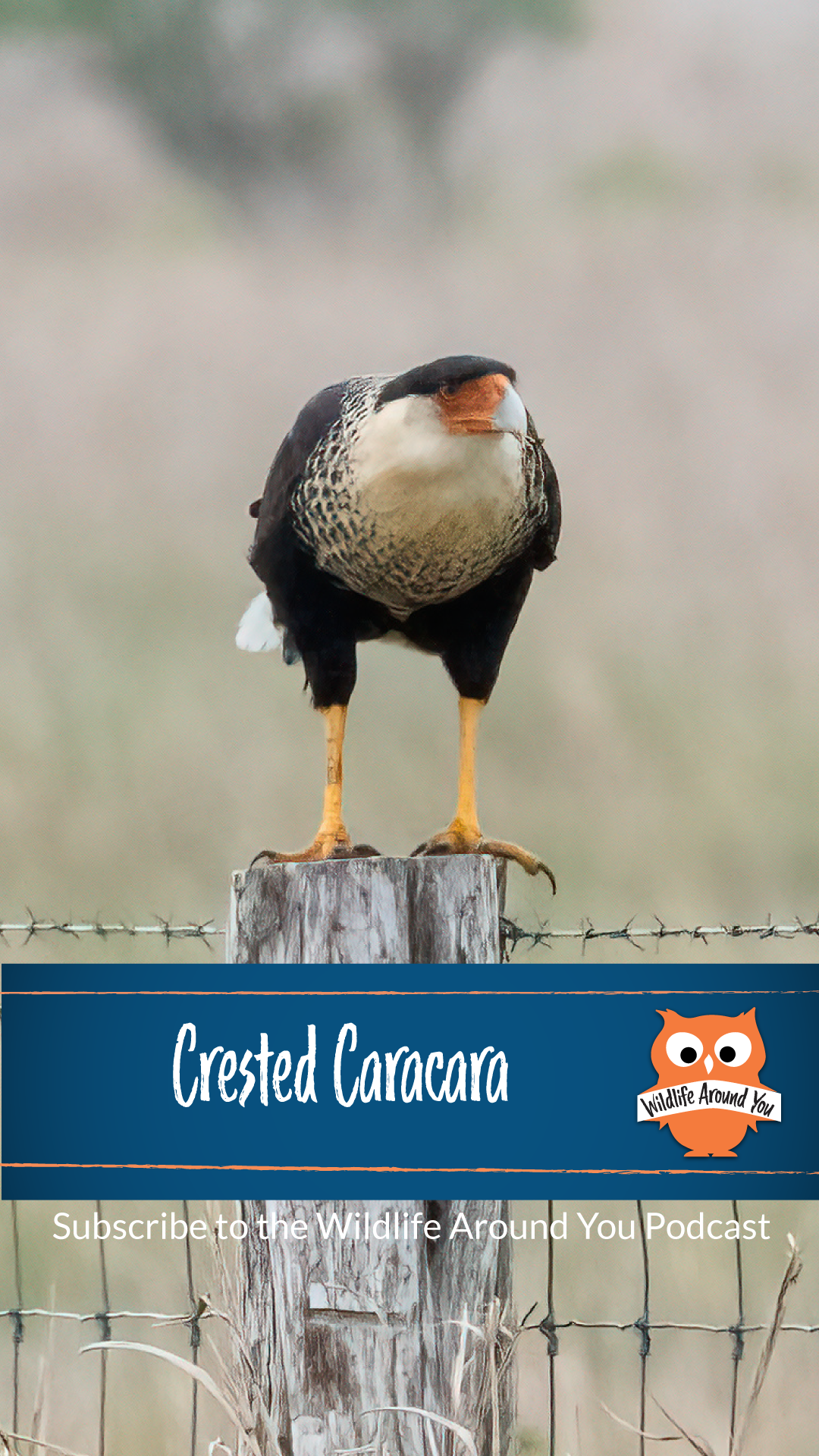 040- Crested Caracara
