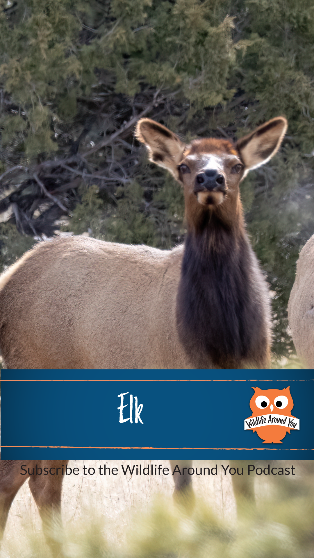 041- Elk