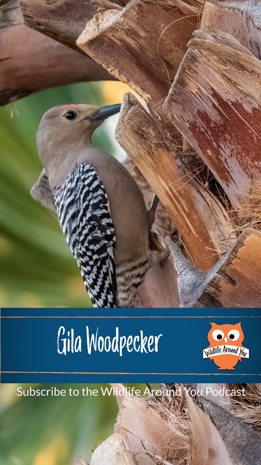 042- Gila Woodpecker