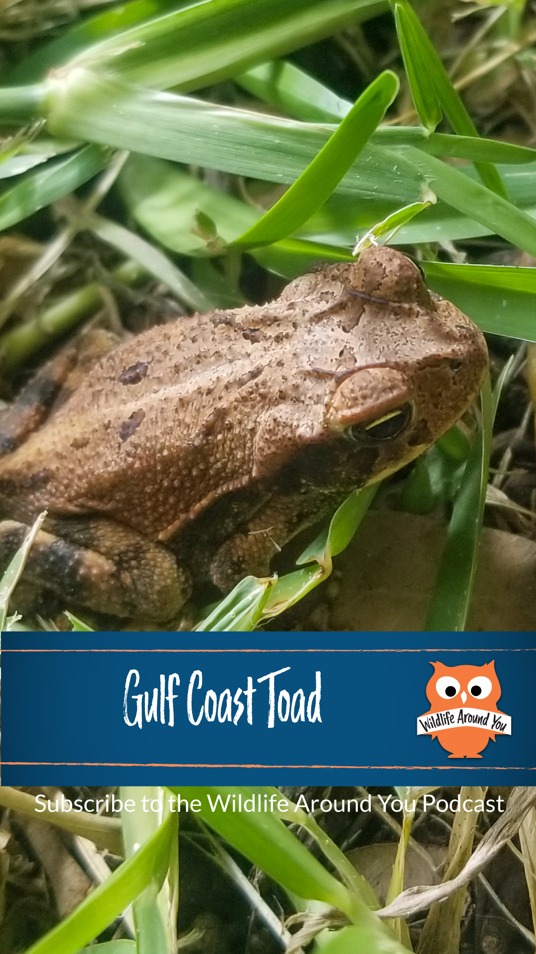 038- Gulf Coast Toad