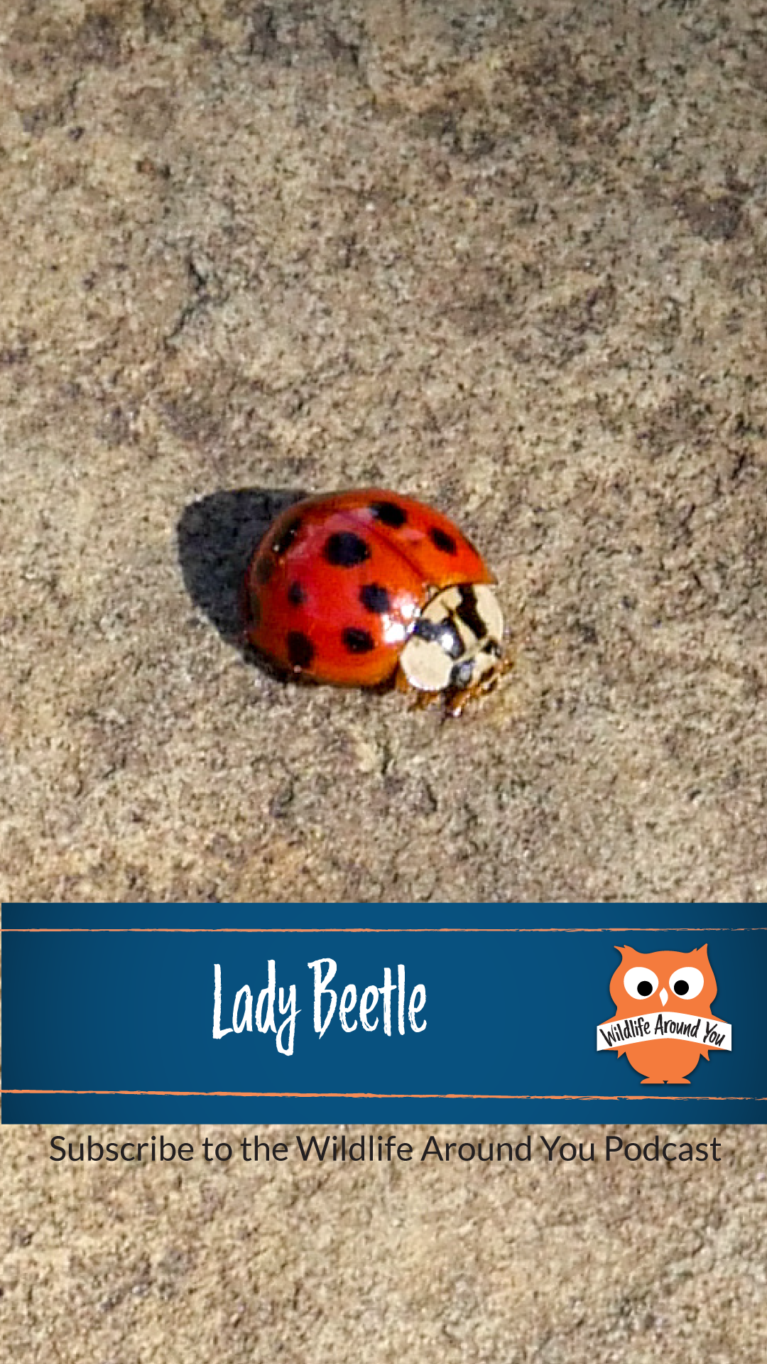 039- Lady Beetle