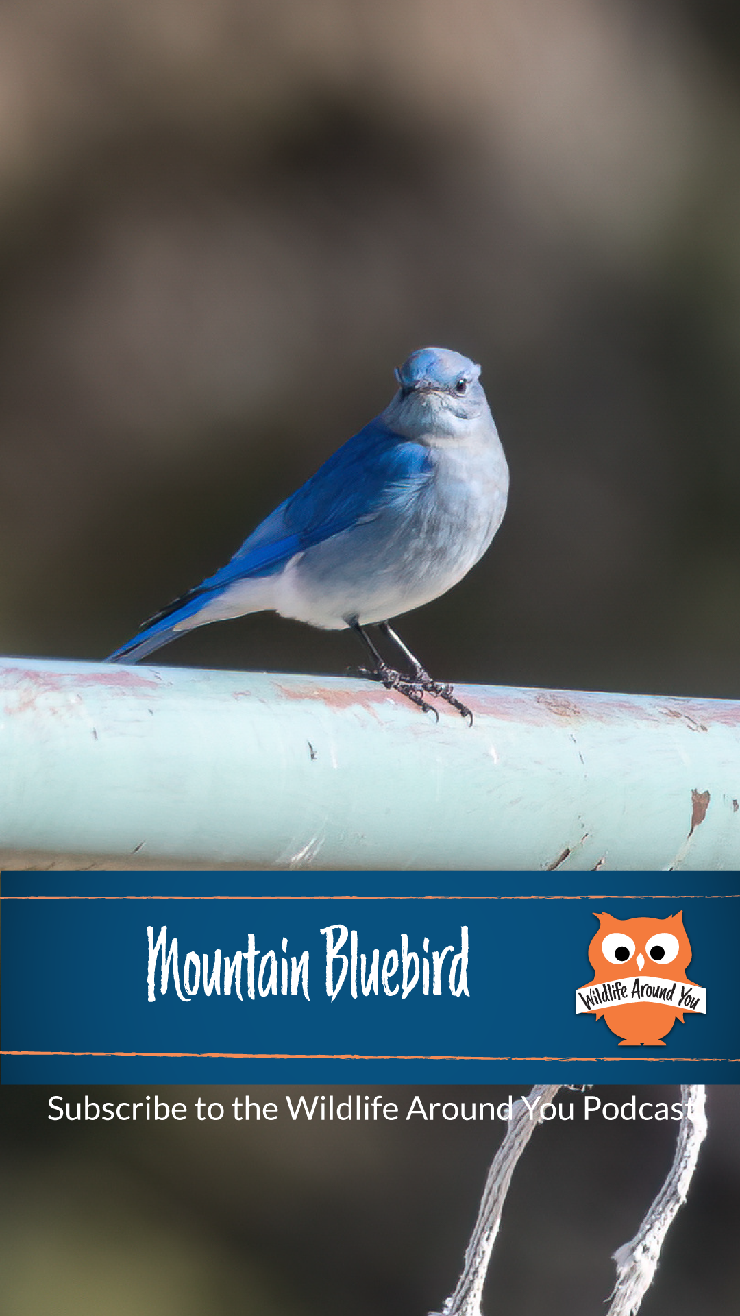 037- Mountain Bluebird