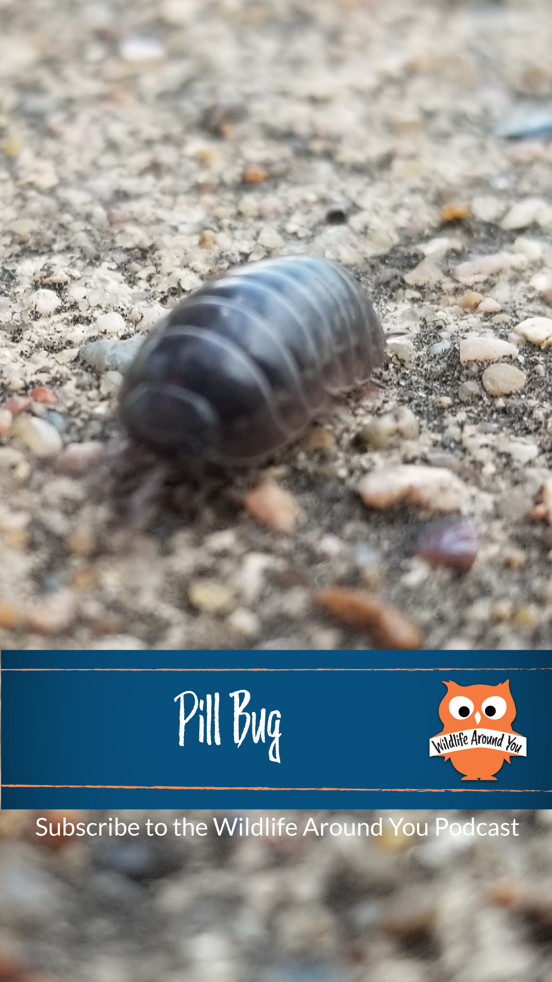 043- Pill Bug