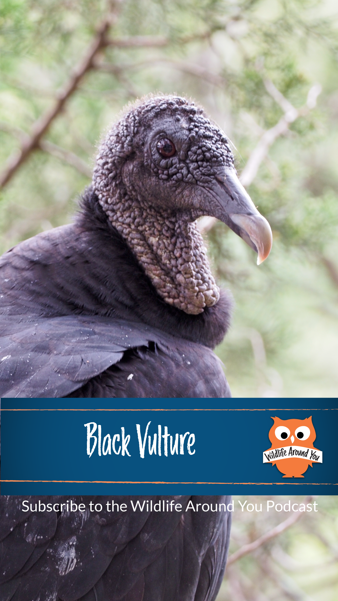 044- Black Vulture