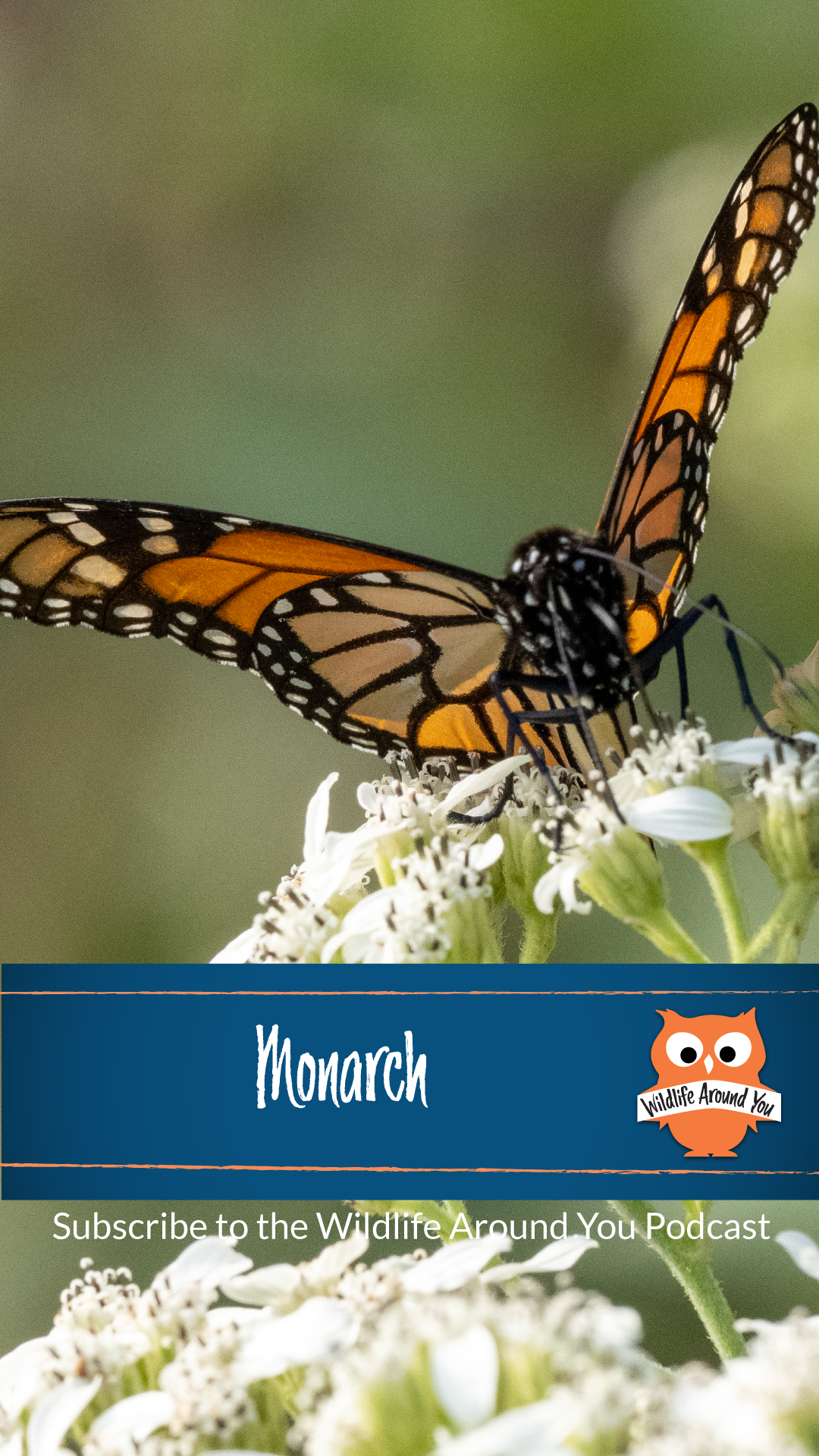 045- Monarch Butterfly